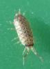 Acaeroplastes melanurus